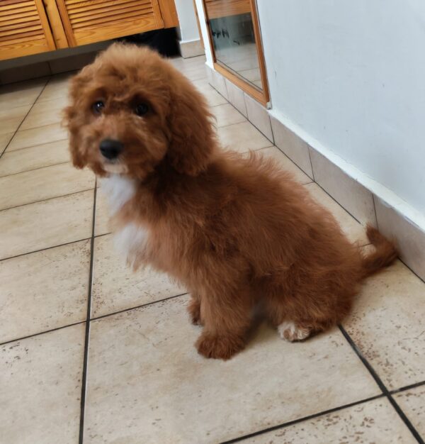 Hilda Cavapoo Hilda Cavapoo