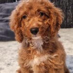 Hilda-female-cavapoo-puppy-for-sale-(2)
