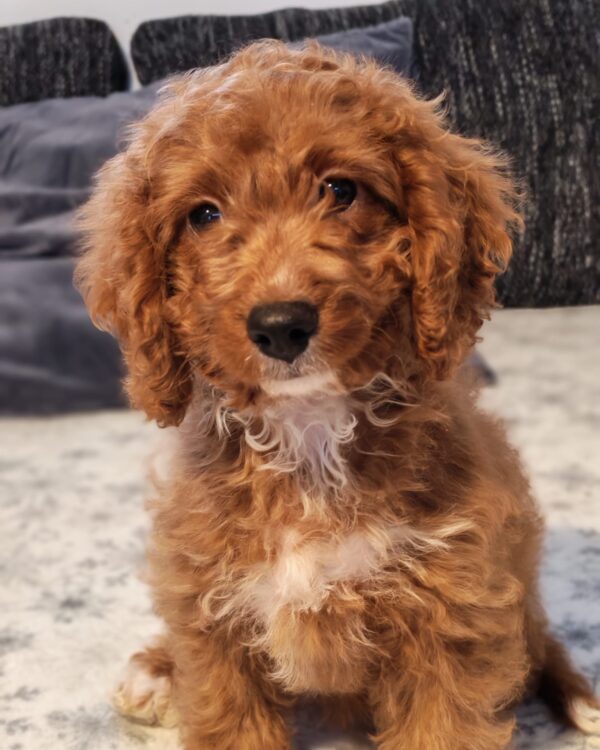 Hilda Cavapoo Hilda Cavapoo