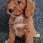 Hilda-female-cavapoo-puppy-for-sale- (2)