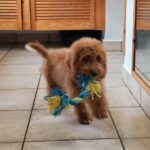 Hilda-female-cavapoo-puppy-for-sale- (2)