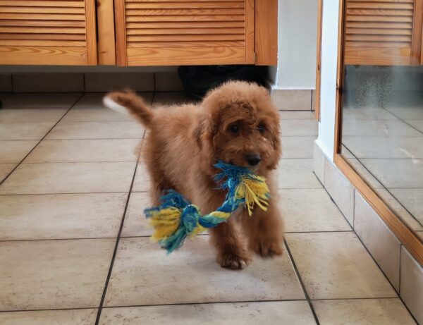 Hilda Cavapoo Hilda Cavapoo