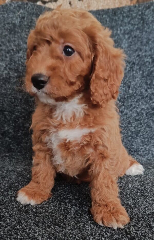 Hilda Cavapoo Hilda Cavapoo