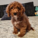 Hilda-female-cavapoo-puppy-for-sale-(3)