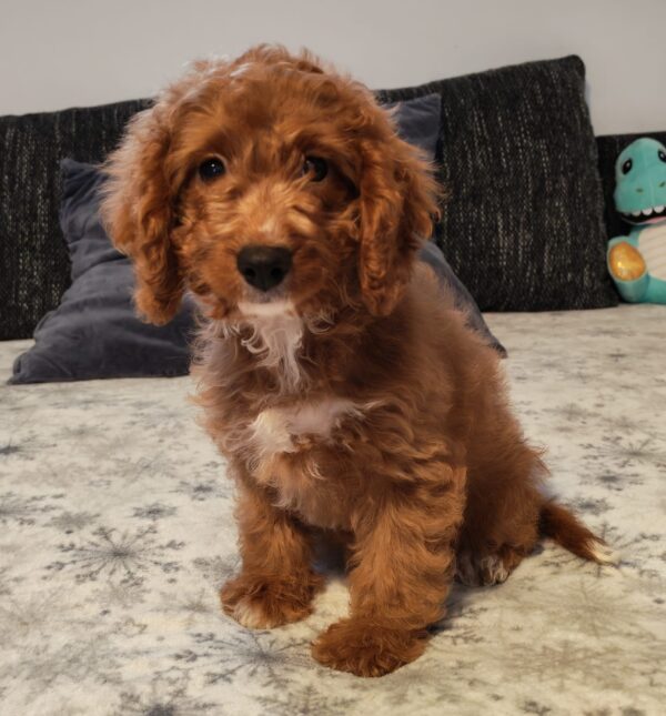 Hilda Cavapoo Hilda Cavapoo