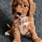 Hilda-female-cavapoo-puppy-for-sale- (3)