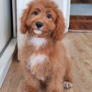 Hilda Cavapoo Hilda Cavapoo