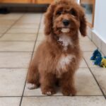 Hilda-female-cavapoo-puppy-for-sale- (3)