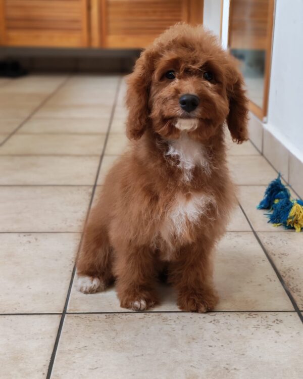 Hilda Cavapoo Hilda Cavapoo