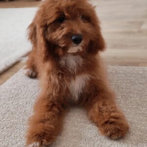 Hilda Cavapoo Hilda Cavapoo