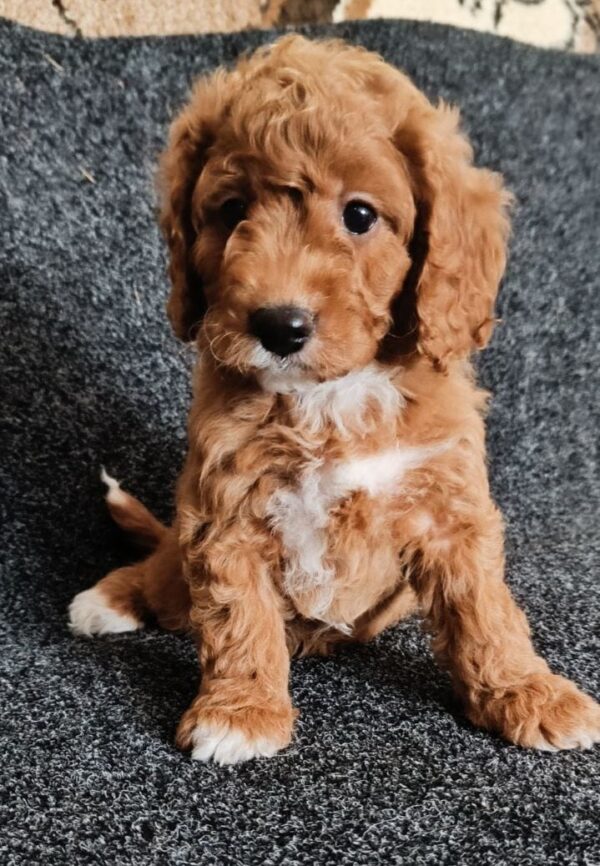 Hilda Cavapoo Hilda Cavapoo