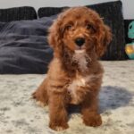 Hilda-female-cavapoo-puppy-for-sale-(4)
