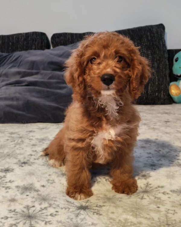 Hilda Cavapoo Hilda Cavapoo