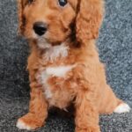 Hilda-female-cavapoo-puppy-for-sale- (4)