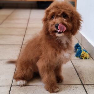 Hilda Cavapoo Hilda Cavapoo