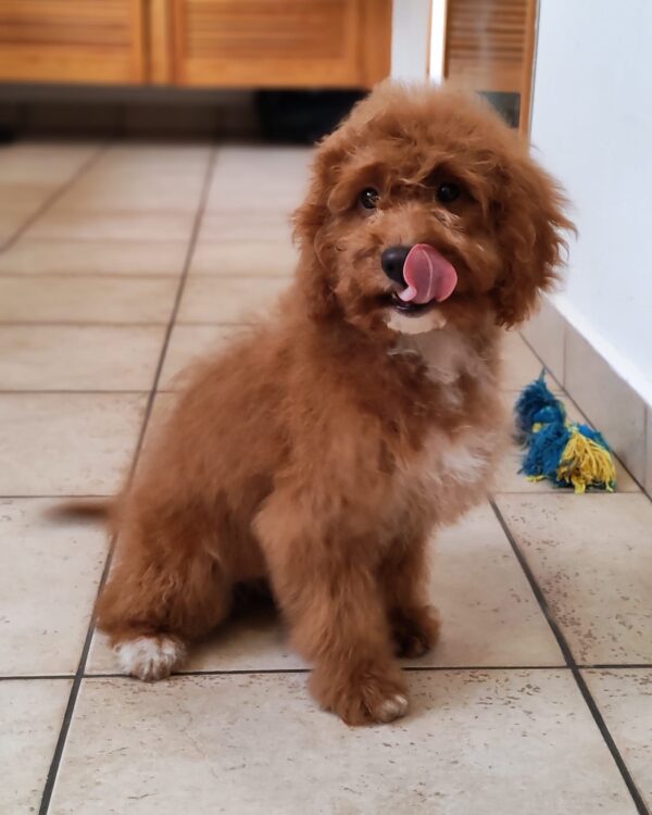 Hilda Cavapoo Hilda Cavapoo