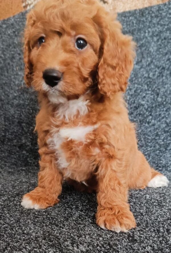 Hilda Cavapoo Hilda Cavapoo