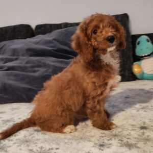 Hilda Cavapoo Hilda Cavapoo