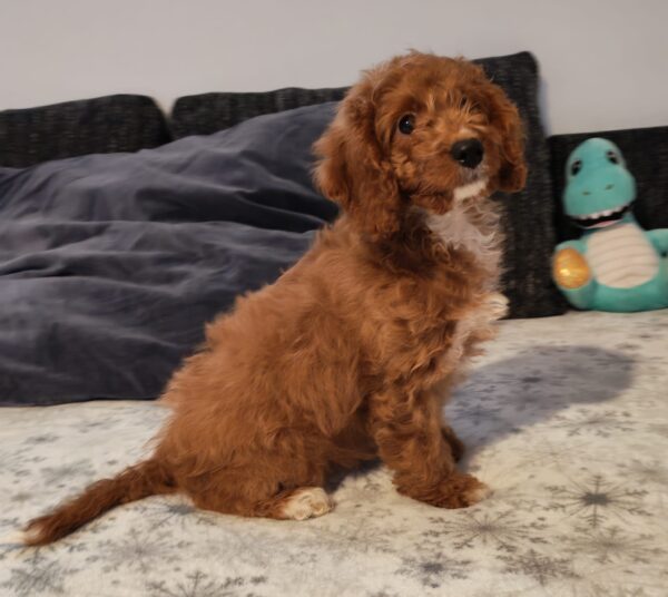 Hilda Cavapoo Hilda Cavapoo