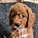 Hilda-female-cavapoo-puppy-for-sale- (5)