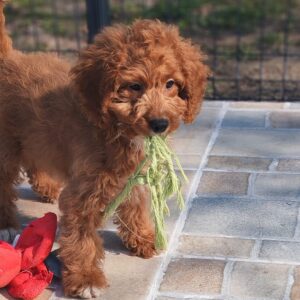 Hilda Cavapoo Hilda Cavapoo