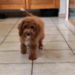 Hilda-female-cavapoo-puppy-for-sale- (5)