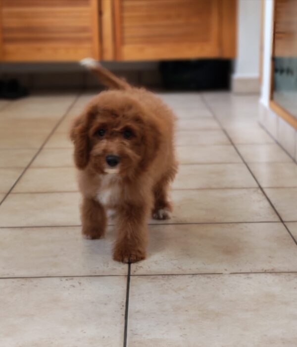 Hilda Cavapoo Hilda Cavapoo