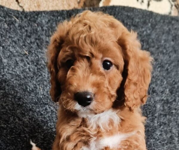 Hilda Cavapoo Hilda Cavapoo