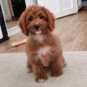 Hilda Cavapoo Hilda Cavapoo