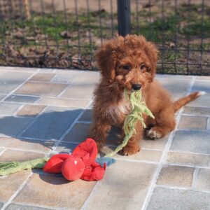 Hilda Cavapoo Hilda Cavapoo