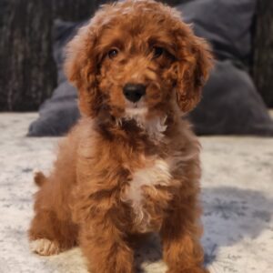 Hilda Cavapoo Hilda Cavapoo