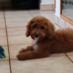 Hilda-female-cavapoo-puppy-for-sale- (6)