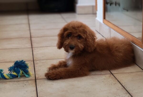 Hilda Cavapoo Hilda Cavapoo