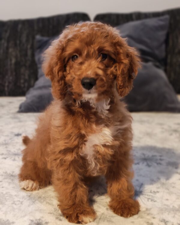 Hilda Cavapoo Hilda Cavapoo