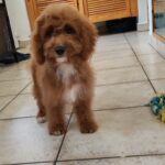 Hilda-female-cavapoo-puppy-for-sale- (7)