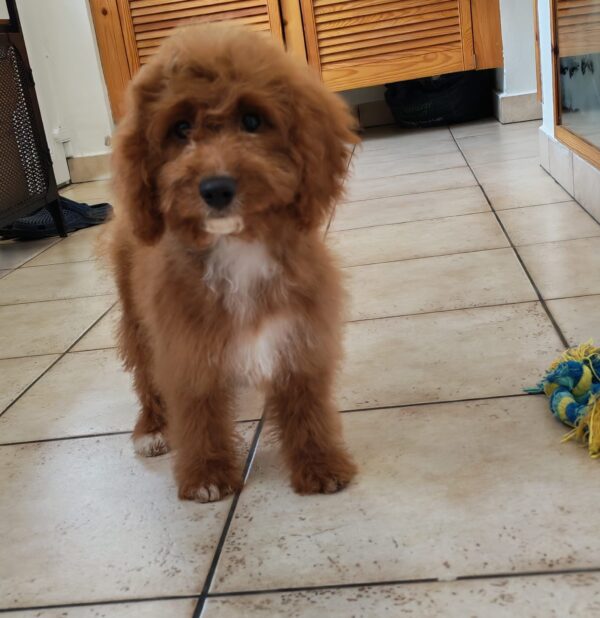 Hilda Cavapoo Hilda Cavapoo