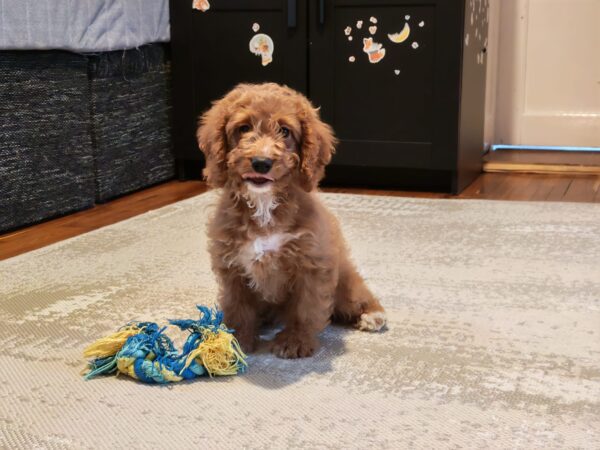 Hilda Cavapoo Hilda Cavapoo