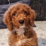 Hilda-female-cavapoo-puppy-for-sale-(8)