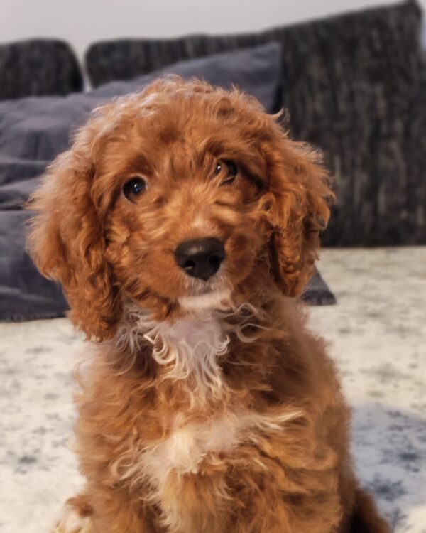 Hilda Cavapoo Hilda Cavapoo