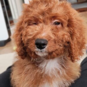 Hilda Cavapoo Hilda Cavapoo