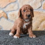 Hilda-male-cavapoo-puppy-for-sale-1 (1)