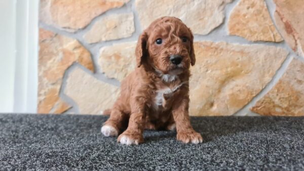 Hilda Cavapoo Hilda Cavapoo