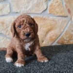 Hilda-male-cavapoo-puppy-for-sale-1 (2)