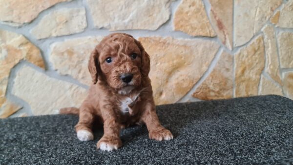 Hilda Cavapoo Hilda Cavapoo