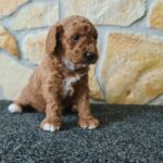 Hilda-male-cavapoo-puppy-for-sale-1 (3)