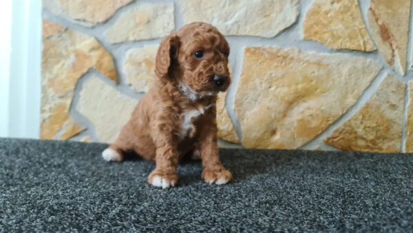 Hilda Cavapoo Hilda Cavapoo