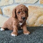 Hilda-male-cavapoo-puppy-for-sale-1 (4)