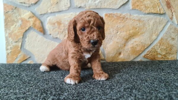 Hilda Cavapoo Hilda Cavapoo