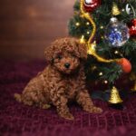 Hilla-female-Toy-Poodle-puppy-for-sale-1