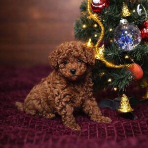 Hilla Toy Poodle Hilla Toy Poodle